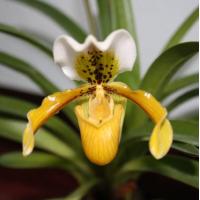 ราคา ต้นกล้วยไม้ หายาก รองเท้านารีเหลืองกระบี่ Paphiopedilum exul (12124073218)