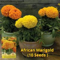 ราคา เมล็ดพันธุ์ ดาวเรือง F1 เมล็ดดอกดาวเรือง บรรจุ 10 เมล็ด Marigold Seeds Flower Seeds for Planting Gardening เมล็ดพันธุ์ดอกดาวเรือง เมล็ดดอกไม้ เมล็ดบอนสี ต้นไม้มงคล บอนสี ไม้ประดับมงคล ต้นไม้ฟอกอากาศ ข