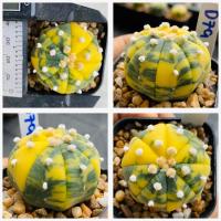 ราคา แอสโตรไฟตั้ม ด่าง Astrophitum กระบองเพชร แคคตัส (21341438687)