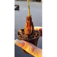 ราคา 3 ต้นปรงแก้วแคระ Cycas siamensis ต้นไม้จิ๋ว จัดส่งพร้อมกระถาง 3 นิ้ว ลำต้นพร้อมใบสูง 20 25ซม หัวปรงขนาด 10 12 ซม มีใบแล้ว (9126360961)