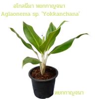 ราคา อโกลนีมา หยกกาญจนา Aglaonema sp ไม้ประภายในอาคารและนอกอาคาร (10203239277)