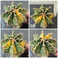 ราคา ยิมโนมิฮาโน่ ด่าง ใหญ่ๆ เซตนี้ไม้อายุ3ปีขึ้นไป (19213983042)