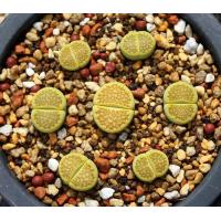 ราคา 10 เมล็ด Living Stones ไลทอป กระบองเพชร ไม้อวบน้ำ กุหลาบหิน แคคตัส สายพันธุ์ Lithops hallii Green Soapstone (19904300912)