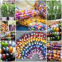 ราคา เมล็ดข้าวโพดอัญมณี บรรจุ Rainbow Corn Seeds 10 เมล็ด เมล็ดพันธุ์ผัก บอนไซ ต้นไม้จิ๋ว ผักสวนครัว เมล็ดผัก เมล็ดพันธุ์ผลไม้ เม็ดข้าวโพด เม็ดพันธุ์ผัก plants (5748500836)