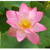 ราคา 4 เมล็ดพันธุ์ดอกบัว บัวสาย บัวหลวง พันธุ์นอก สายพันธุ์ Sacred สีชมพู อ่อนหวาน ปลูกประดับโต๊ะทำงาน เลี้ยงบัวในบ้าน Lotus Flower Plant Seeds (19316743738)