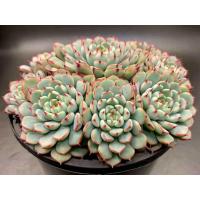 ราคา 10 เมล็ด เอชชิวาเรีย กระบองเพชร ไม้อวบน้ำ กุหลาบหิน แคคตัส Echeveria สายพันธุ์ Echeveria minima (20559878708)