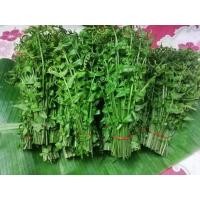 ราคา ผักกูดเก็บสดๆจากสวน ปลอดสารเคมี (19450976805)
