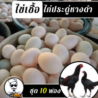 ราคา ไข่เชื้อไก่ประดู่หางดำ ชุด 10 ฟอง (12438885899)