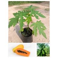 ราคา ต้นมะละกอฮอลแลนด์ ต้นเตี้ย ติดผลดก เนื้อหนารสหวาน (13692358323)