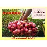 ราคา รุ่นหัวใหญ่ หอมแดง บ้านไม้งาม จ ศรีสะเกษ คัดเกรด ส่งออก ราคาชาวบ้าน 500 กรัม (9768169591)