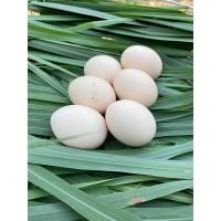 ราคา ไข่ไก่ชนพม่า ไข่เชื้อ ขายเป็นชุดเฉลี่ยฟองละ65 พ่อพันธุ์เจ้าบรอนเงิน (16631053081)