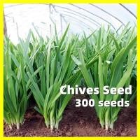 ราคา เมล็ดพันธุ์ กุยช่าย Chives Seed บรรจุ 300 เมล็ด คุณภาพดี ราคาถูก ของแท้ 100 Chinese Chives Seeds for Planting Vegetable Seeds Garlic Chives Plants Seeds เมล็ดพันธุ์ผัก ผักชี ผักชีฝรั่ง เมล็ดพันธุ์ผัก 