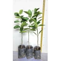 ราคา ต้นพันธุ์ มะนาว เเป้นสุขประสริฐ มะนาวไร้เมล็ด เปลือกบาง กลิ่นหอม น้ำเยอะ (15126708789)