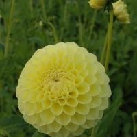 ราคา 1 เหง้า ชุุด รักเร่ Dahlia Bulb สายพันธุ์ Jowey Martina หัวรักเร่ ดอกไม้ ดอกรักเร่ เหง้า นำเข้า ยุโรป หัวสดใหม่ ผ่านการแช่เย็นแล้ว (8683686777)