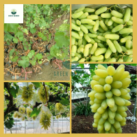 ราคา องุ่นนิ้วมือเขียว องุ่นนิ้วมือเขียว ต้นทาบสูง 40 60 ซม ไม้เลื้อย ผลไม้กรอบไร้เมล็ด (20638101170)