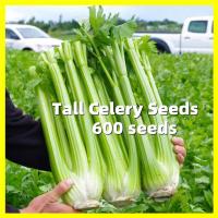 ราคา คื่นฉ่ายยักษ์ เมล็ดพันธุ์ Tall Celery Seeds งอกง่าย 600เมล็ด ซอง ก้านอวบ คื่นฉ่ายฝรั่ง เมล็ดพันธุ์ High Yield Celery Seeds for Planting Vegetable Seed Plants Herb Seeds คื่นฉ่ายฝรั่ง เซเลอรี่ Celery ต