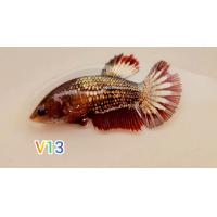 ราคา ปลากัดเกรดเลี้ยงเล่น เลือกได้ตรงตามรูป พร้อมผสมพันธุ์ ปลาเกรดเลี้ยงเล่นคละรวมสายพันธุ์ ปลากัดสวยงาม ปลากัดไทย ปลากัดอาชีพเสริม Bettafish ขนาด 1 2 1 6พร้อมรัด (21237651251)