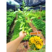 ราคา ต้นทองอุไร เพาะเมล็ด ขนาดต้น 30 เซ็น (20005675202)