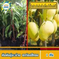 ราคา ต้นมะม่วง อกร่องสีทอง มีรับประกันเปลี่ยนต้นใหม่ฟรี กิ่งพันธุ์มะม่วง ลูกราคาดี ดก หวานหอม 1 ต้น (901682680)