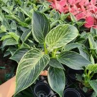 ราคา ต้นฟิโลเดนดรอน เบอร์กิ้น Philodendron Birkin ต้นใหญ่ สวย (17298026481)