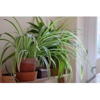 ราคา ว่านเศรษฐีเรือนนอก ขลิบขาว ส่งเสริมโชคลาภ ความเป็นมงคลป้องกันภัยอันตราย ไม้ฟอกอากาศ 49 บาท (3702148715)