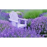 ราคา เมล็ดลาเวนเดอร์ อังกฤษ English Lavender Flower (9626706985)