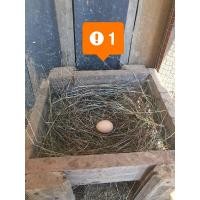 ราคา ไข่เชื้อไก่ ประดู่หางดำ สายพันธุ์พัฒนา เชียงใหม่ (11415969184)