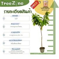 ราคา ต้นโกโก้ สูง100 200 cm เกรดพรีเมียม ประกันพันธุ์แท้100 ช่วยต้านมะเร็ง ลดความดันโลหิต ป้องกันภาวะสมองเสื่อม (19705094917)