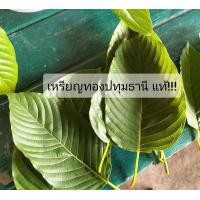 ราคา กระท่อมใบสวย กระท่อม กระท่อมเหรียญทองปทุม กระท่อมปทุมแท้ (17708425212)