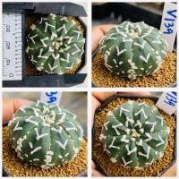 ราคา แอสโตรวี ไทป์ แอสโตร v ชุดที่2 แอสโตรไฟตั้มวีไทป์ Astrophytum V type กระบองเพชร แคคตัส (20585575837)