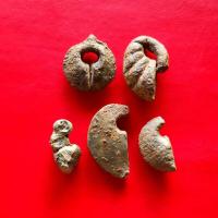 ราคา ต่างหูโบราณ สมัยลพบุรี เนื้อตะกั่ว เหมา5 ชิ้น หน้าเก็บสะสม หายากความเก่า มีลาดลายตามรูปของเก่าแท้100 รับประกันไม่ได้ทำขึ้นใหม่ (4341204108)