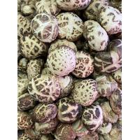 ราคา เห็ดหอมลายญี่ปุ่น 500 กรัม ดอกลายขาวสวย เนื้อหนากรอบ ทานอร่อย (12136917571)