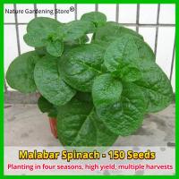 ราคา เมล็ดพันธุ์ ผักปลัง ผักโขมหูกวาง บรรจุ 150 เมล็ด Big Leaf Malabar Spinach Seed Ceylon Spinach Organic Vegetable Seeds for Planting เมล็ดพันธุ์ผัก เมล็ดพันธุ์แท้ OP ผักสวนครัว ผักออร์แกนิก พันธุ์ผัก เม