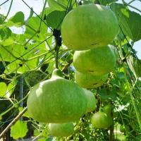 ราคา เมล็ดพันธุ์ เมล็ดน้ำเต้า น้ำเต้ากลม 300 เมล็ด คัดพิเศษ 10 เเถม 1คละได้ (10697362265)