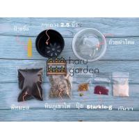ราคา ชุดเพาะเมล็ด แคคตัส ชุดเพาะเมล็ดแคคตัส ชุดเพาะ ชุดเพาะเมล็ดพืช ชุดเพาะเมล็ดต้นไม้ เมล็ดพันธุ์ Seed Planting Kit (6327242939)