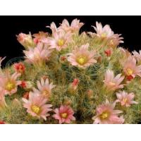 ราคา เมล็ดแมมเม็ดพริก เมล็ดแคคตัส เมล็ดกระบองเพชร (9482921146)