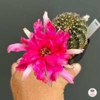 ราคา อิชินอปซิส โลบิเวีย Echinopsis Lobivia แคคตัส กระบองเพชร cactus succulent (19872840102)