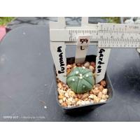 ราคา แอสโตร คัดหน้าไม้ Astrophytum asterias ต้นกระบองเพชร ต้นแคคตัส แคคตัส กระบองเพชร (20541643162)