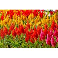ราคา เมล็ดดอกสร้อยไก่คละสีซอง150เมล็ดปลูกประดับ (10697174264)