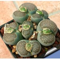 ราคา 20 เมล็ด ไลทอป กระบองเพชร ไม้อวบน้ำ กุหลาบหิน แคคตัส Living Stone Lithops เพาะเมล็ด สายพันธุ์ salicola C086 (19905232093)