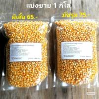 ราคา เมล็ดข้าวโพดดิบ เม็ดข้าวโพด Popcorn ป๊อปคอร์น ข้าวโพดคั่ว มีทั้งแบบมัชรูมปละผีเสื้อ แบ่งขาย (21373938969)