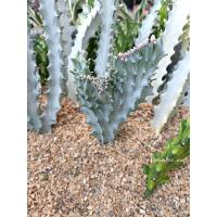 ราคา ยูโฟเบีย แลคเทีย คริสตาต้า ไวท์โกส Euphorbia lactea f cristata (21266017836)