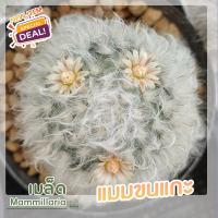 ราคา เมล็ดแมมขน ชุด10เมล็ด เก็บใหม่ แมมขนนก ขนแกะ ขนแมว ขนนกเหลือง คามิเน่ นกขาวญี่ปุ่น ดอกชมพู ขาว เขียว แมมมิลลาเลีย (11216056018)