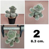 ราคา รีบูเทีย Rebutia ดอกสีชมพู ขนาด 8 10 cm (20030827271)