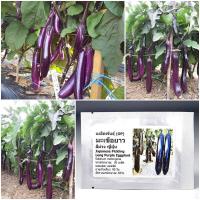 ราคา เมล็ดพันธุ์ มะเขือยาว สีม่วงญี่ปุ่น Japanese Pickling Eggplant Seed 20 เมล็ด คุณภาพดี ราคาถูก ของแท้ 100 (13481780501)