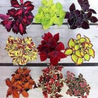 ราคา 20 เมล็ด ฤษีผสม Coleus ฤๅษีผสม ไม้มงคล ต้นไม้เรียกทรัพย์ คุ้มครอง มีคู่มือปลูก สายพันธุ์ colorful (21228185464)