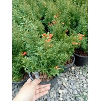 ราคา ต้นทับทิมแคระไม้ประดับไม้มงคลนิยมปลูกประดับ (17030920021)