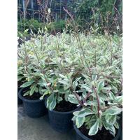 ราคา ต้นโสมไทย โสมขาวใบด่าง โสมไทยมงคล ใบด่าง ต้นสูง 45 55 ซม กระถาง 8 นิ้ว ต้นไม้มงคล ไม้มงคล ร่ำรวย เฮงๆ เสริมมงคง เสริมฮวงจุ้ย เสริมโชคลาภ เสริมดวง ศิริมงคล (16104987011)