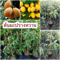 ราคา ต้นมะปรางหวาน (15217721547)