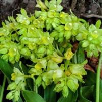 ราคา ว่านจูงนาง 4สีๆละ10หัว แยกให้เลือก ว่านนางตาม กล้วยไม้ดิน ไม้มงคล ช่วยสร้างเสน่ห์ (5681866969)